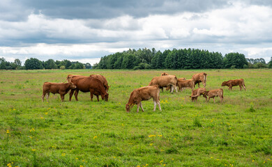 Cows grazing in the meadows at Fischerhude, Lower Saxony, Germany