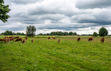 Cows grazing in the meadows at Fischerhude, Lower Saxony, Germany