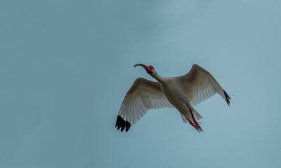 Close-up view of a white ibis (Eudocimus albus) in the equator. White ibis birds living freely in their natural habitat.