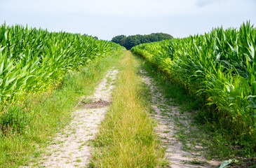 Dirty road between corn fields, Heidenau, Lower Saxony, Germany