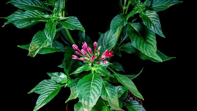 Pentas Lanceolata or Egyptian Starcluster Species of Flowering Plant in the Madder Family. Red Flower Blooming in Time Lapse on a Black Background and Wilting Fast