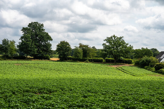 Blooming potato field at the German countryside around Appel -  Harburg, Lower Saxony, Germany