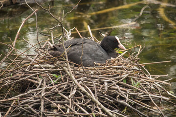 Blässhuhn auf seinem Nest am Wasser