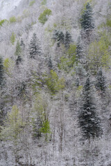 Elevated view of mountain forest after an unusual snowfall in for the first days of the spring in april, Ligurian Alps, Italy