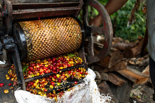 Farmer man pulping Colombian coffee beans with a pulper on a farm