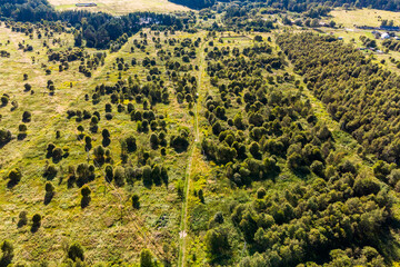 Field overgrown with trees allocated for summer cottage development