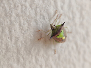 Stink Bug Perched on a Leaf in a Garden