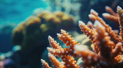 close-up shot of underwater coral reef