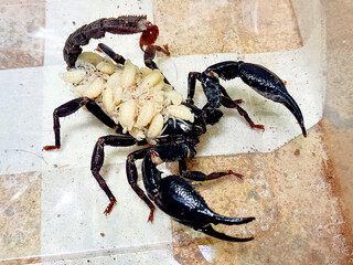 A mother scorpion with her babies