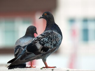 pigeon on a fence