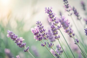 Obraz premium Delicate purple petals of a single lavender sprig gently sway against a crisp white background, exuding a sense of serenity and calming simplicity.