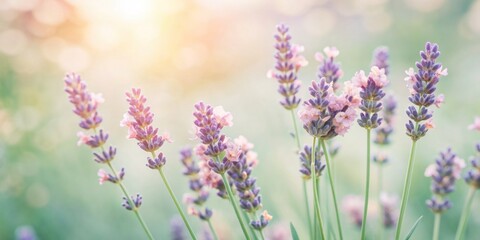 Obraz premium Softly focused sprigs of lavender flowers rest delicately on a warm, pastel peach hued background, evoking a sense of serenity and gentle springtime charm.