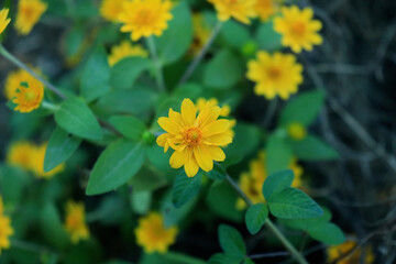Close-up of of Million Gold or  Butter Daisy (Melampodium Divaricatum) is a small sunflower