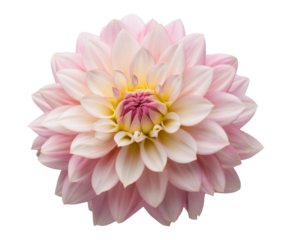 Dahlie isoliert Hintergrund, Freisteller, Transparent