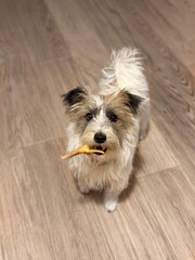 Potrait jack russll terrier dog eating natural drumstick dried treats