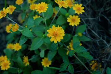 Close-up of of Million Gold or  Butter Daisy (Melampodium Divaricatum) is a small sunflower