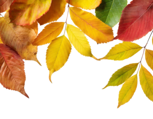 Bunte Herbstblätter am oberen Rand isoliert Hintergrund, Freisteller 