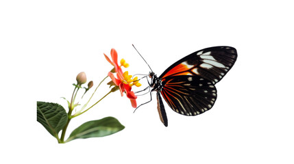 A delicate butterfly landing on a flower_Transparent background PNG
