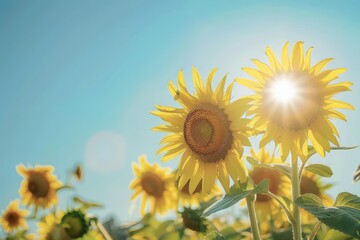 Obraz premium A field of sunflowers facing the sun, their bright yellow heads creating a sea of gold under a clear blue sky.