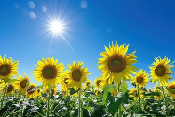Fototapeta premium A field of sunflowers facing the sun, their bright yellow heads creating a sea of gold under a clear blue sky.