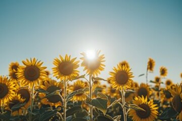 Obraz premium A field of sunflowers facing the sun, their bright yellow heads creating a sea of gold under a clear blue sky.