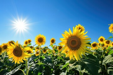Obraz premium A field of sunflowers facing the sun, their bright yellow heads creating a sea of gold under a clear blue sky.