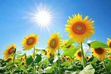 Obraz premium A field of sunflowers facing the sun, their bright yellow heads creating a sea of gold under a clear blue sky.