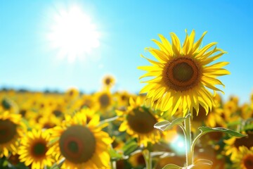 Obraz premium A field of sunflowers facing the sun, their bright yellow heads creating a sea of gold under a clear blue sky.