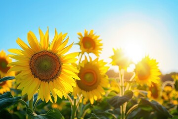 Obraz premium A field of sunflowers facing the sun, their bright yellow heads creating a sea of gold under a clear blue sky.