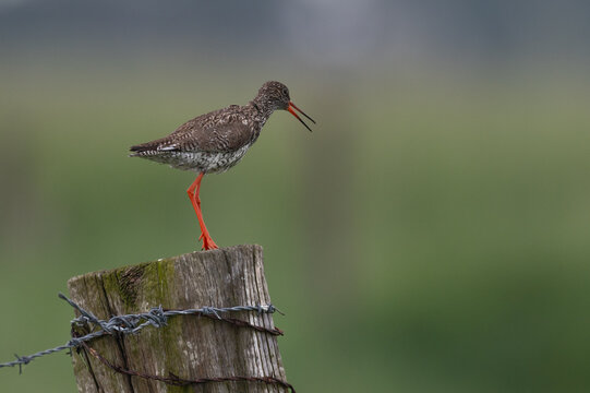 Tringa totanus - Redshank - Chevalier gambette