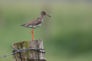 Tringa totanus - Redshank - Chevalier gambette