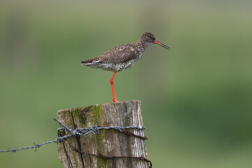 Tringa totanus - Redshank - Chevalier gambette