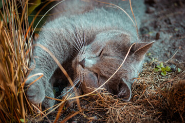 British shorthair cat with eyes closed sleeping relaxed in garden grass. Domestic cat is napping. Calm fluffy kitty is stretching out. Sweet dreams.