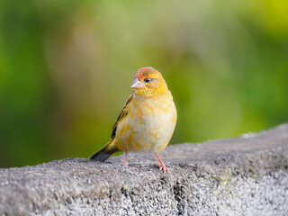Fody bird in winter season in Mauritius 