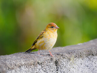 Cute yellowish bird perching on concrete block