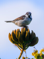 Sparrow perching on African Tulip tree 
