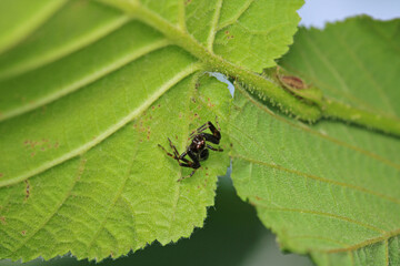 xysticus kochi spider macro photo