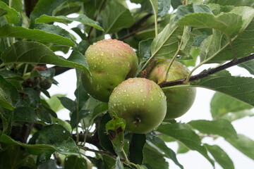 3 Äpfel im Baum bei regnerischem Wetter
