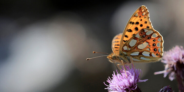 Perlmuttfalter oder Perlmutterfalter (Argynnini) Schmetterling auf Bl&uuml;te, Panorama 