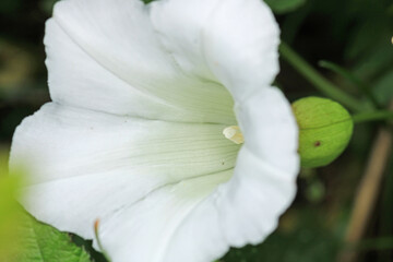 Fototapeta premium natural white night glory flower photo