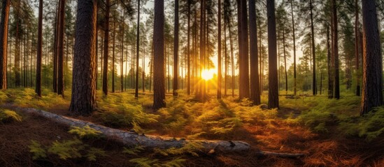 Naklejka premium Golden Hour in the Pine Forest