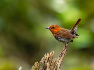 森の中で枯れ木に留まって周りを見渡しているコマドリの雌