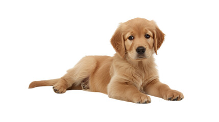 A golden retriever puppy sitting_Transparent background PNG