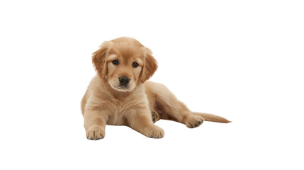 A golden retriever puppy sitting_Transparent background PNG