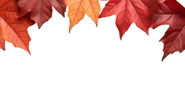 red orange maple leaves  isolated on transparent background with copy space for text