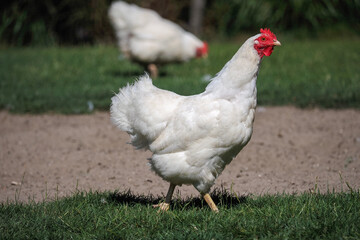Dutch chicken breed Barnevelder white in color with sister in background