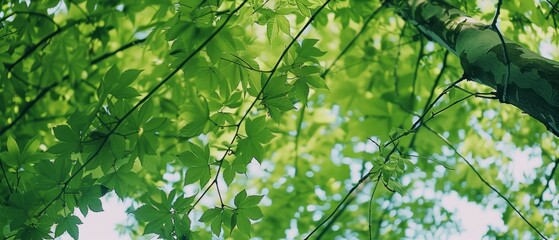 Obraz premium Close-up of tree branch with green leaves in foreground, blue sky in background