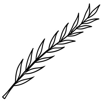 recommend clip art: Cypress leaves on one twig make line art vector