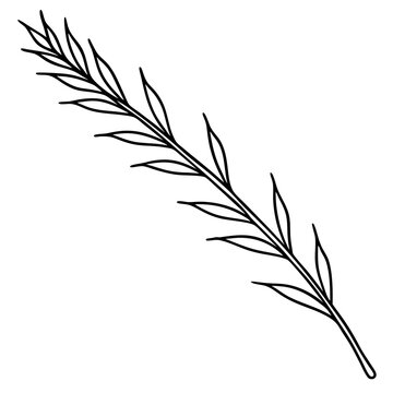 recommend clip art: Cypress leaves on one twig make line art vector