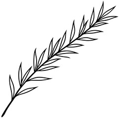 Cypress leaves on one twig make line art vector